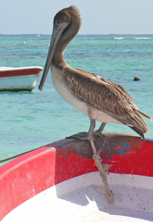 Casa La Via photo of a pelican