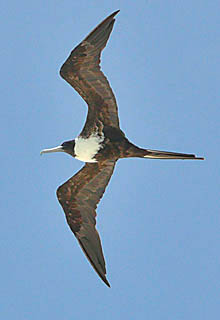 Casa La Via photo Sea Gull