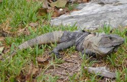 a4 Casa La Via, around the villa 5
